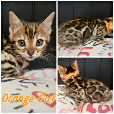 Vous cherchez un chat pas comme les autres? Bienvenue chez Jungle Kitten – élevage familial passionn...
