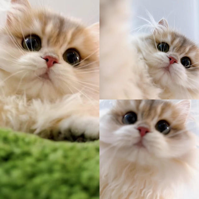 Pure breed cute kittens in Cats & Kittens for Rehoming in Richmond - Image 3