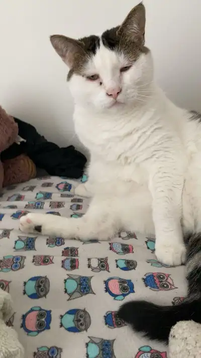 Chat affectueux à donner, View more