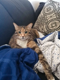 8 year old female tabby needing new hone