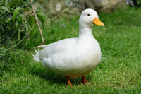 Looking to purchase ducks.