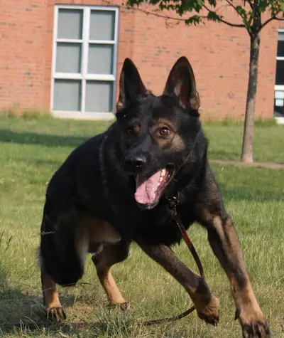 male looking for active home That would also like to play in sports Or hiking buddy he has higher en...