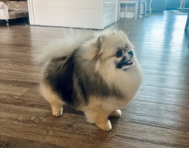 CKC Registered Pomeranians in Dogs & Puppies for Rehoming in Edmonton - Image 8