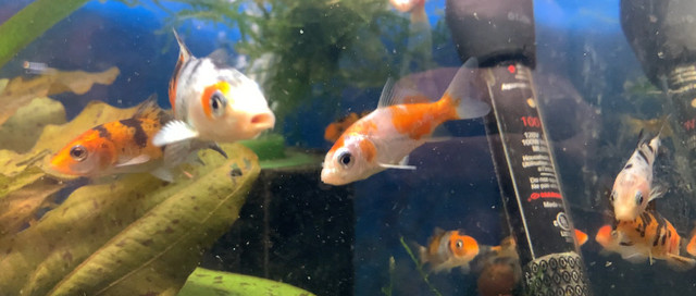 Japanese Koi• 3 inch $10 each special in Fish for Rehoming in Leamington - Image 3