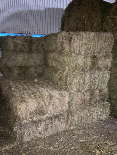 Premium Hay Square Bales, View more