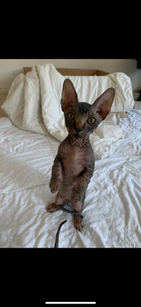 4 Male Pure Bred  Sphynx Kittens 