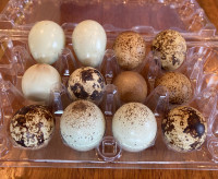 Quail hatching eggs
