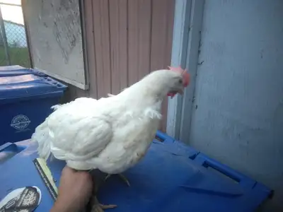 experienced egg layers looking for a new roost to call home. cash only. $5 Per bird for 10+ just a f...