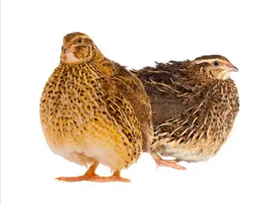 Jumbo Quail Males, View more