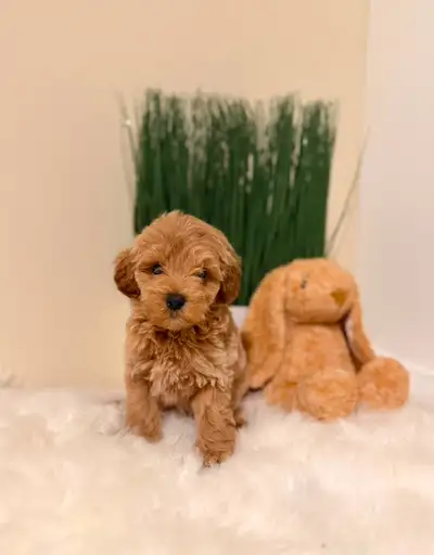 ✨ STUNNING MALTIPOO PUPPIES ✨, View more