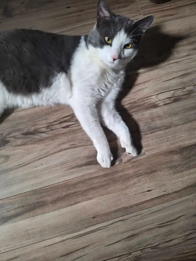 Grio Cat in Cats & Kittens for Rehoming in Moncton - Image 6