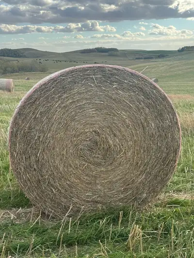 Large round canola straw bales for sale. • Approx. 5’ wide × 68” diameter • Baled with New Holland R...
