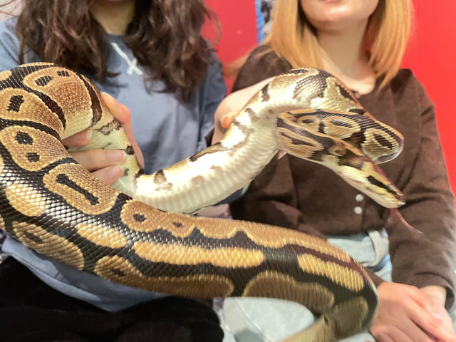 Ball python and kingsnake for sell dans Autres animaux à adopter  à Ville de Montréal
