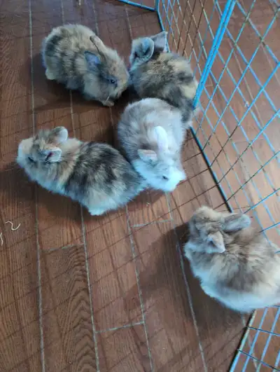 Bunnies looking for forever home, View more