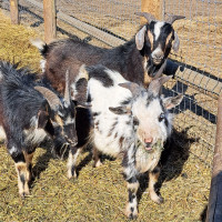 Blue-eyed 1 Year Old Nigerian Dwarf Cross Billy Goats