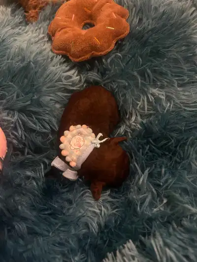 so beautiful dark red toy poodles puppies, View more
