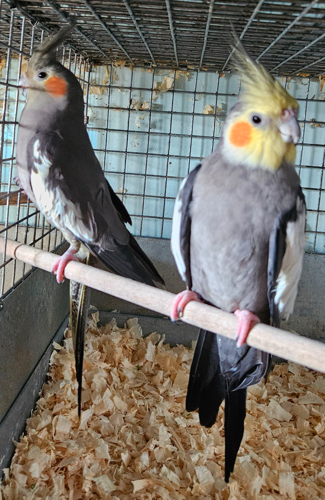 Breeding pairs of cockatiels in Birds for Rehoming in St. Catharines