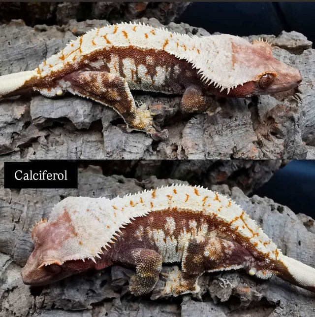 Crested gecko calciferol in Reptiles & Amphibians for Rehoming in Kitchener / Waterloo