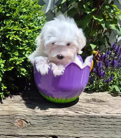 Adorable "Cookies and Cream" Maltipoo Puppies, View more