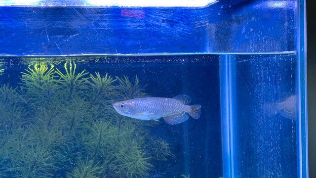 Jardini Arowana in Fish for Rehoming in Red Deer