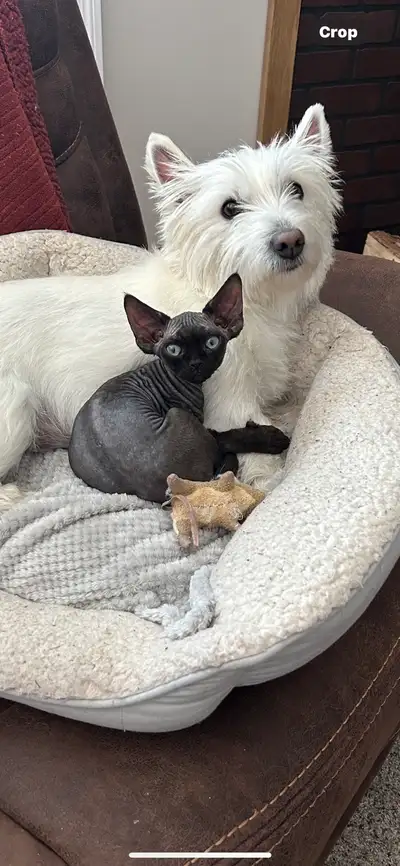 Devon Rex kittens, View more