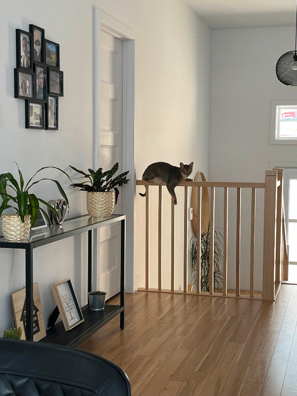 Chat Abyssin A Donner Chats Et Chatons A Adopter Laurentides Kijiji