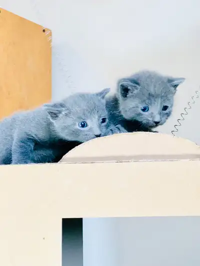 Russian Blue Kitten’s {Sweetie’s Litter} *1 BOY, 1 GIRL LEFT!*, View more