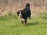 8 month old female Bernese Mountain Dog (Purebred)