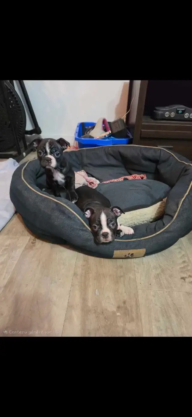 Boston Terrier in Dogs & Puppies for Rehoming in Drummondville - Image 2