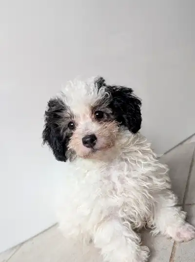 Small Miniature Poodle Silver Parti Puppy, View more