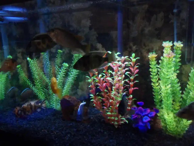 Cleaning aquariums (maintenance) Entretien des aquariums in Other in Laval / North Shore - Image 4