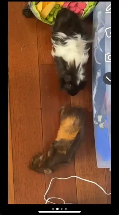 2 male guinea pig , View more