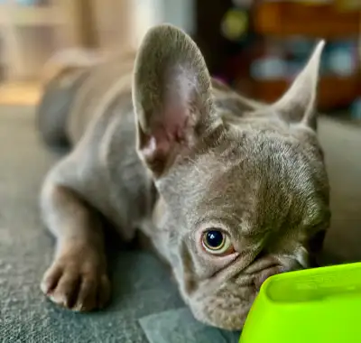 Beautiful Mini French Bulldog puppy with “fluffy” gene for Sale, View more