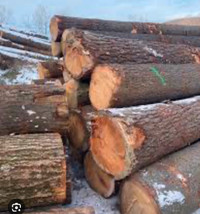Wanted white pine logs
