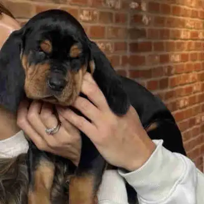 Black and Tan coonhounds born feb 25, 2025. Great hunting dogs and companions, super friendly dogs w...