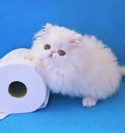 Exquisite Registered Persian Kittens , View more