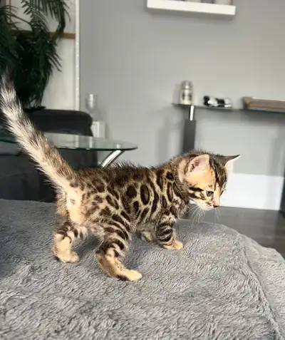 Bengal pure race TICA, View more