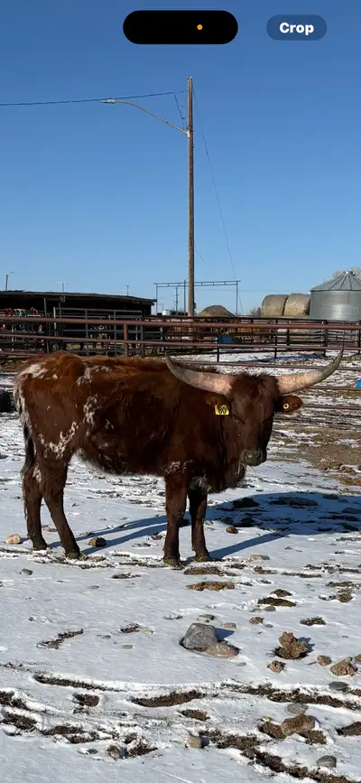 Was roped for team roping last spring and just run out at pasture the rest of the year