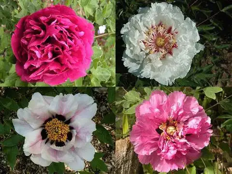 peony tree ( seeds available $20 and small trees for shipping)62864746069762121