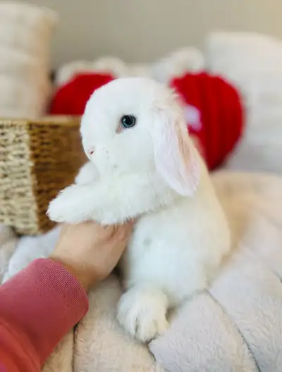 lapin  nain bélier hollandais ❤️femelle et mâle❤️, View more