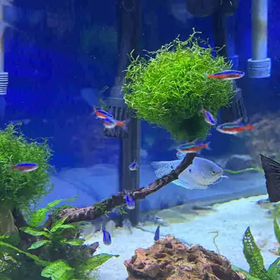 Cardinal Tetras, View more