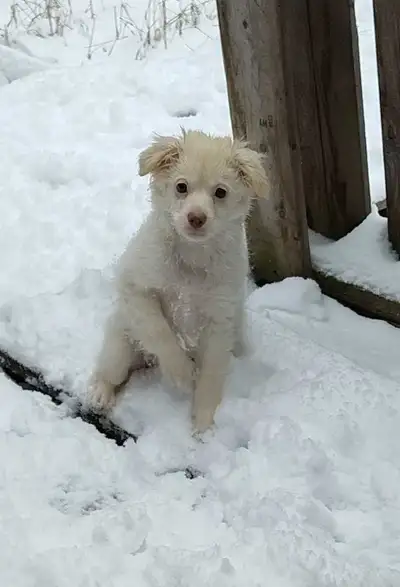 Cavalier cross cuties! 12 weeks, View more