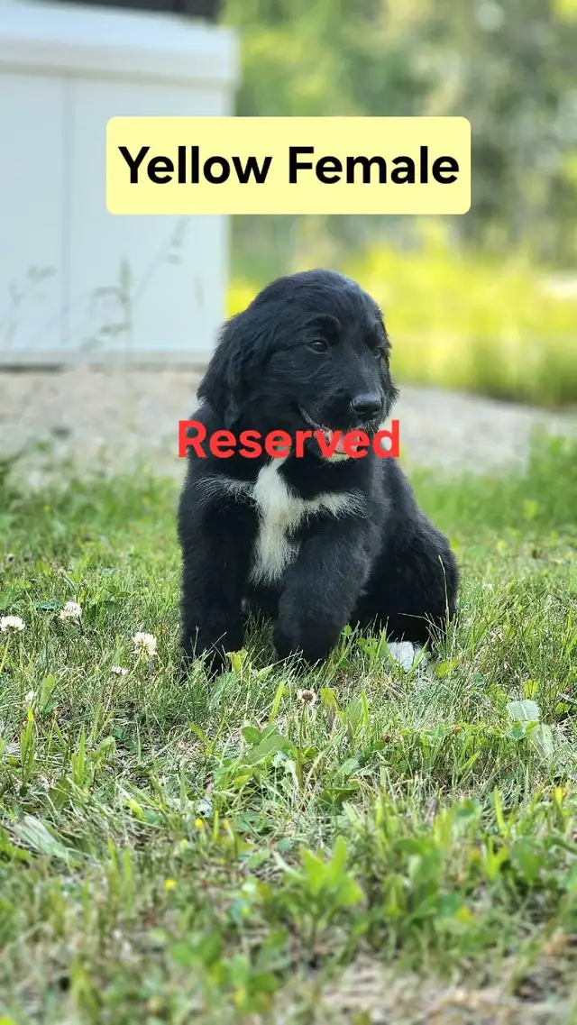 Bernedoodle Puppies in Dogs & Puppies for Rehoming in Thunder Bay - Image 8
