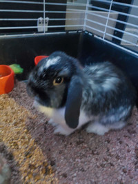 2 Bunny for sale + Cage