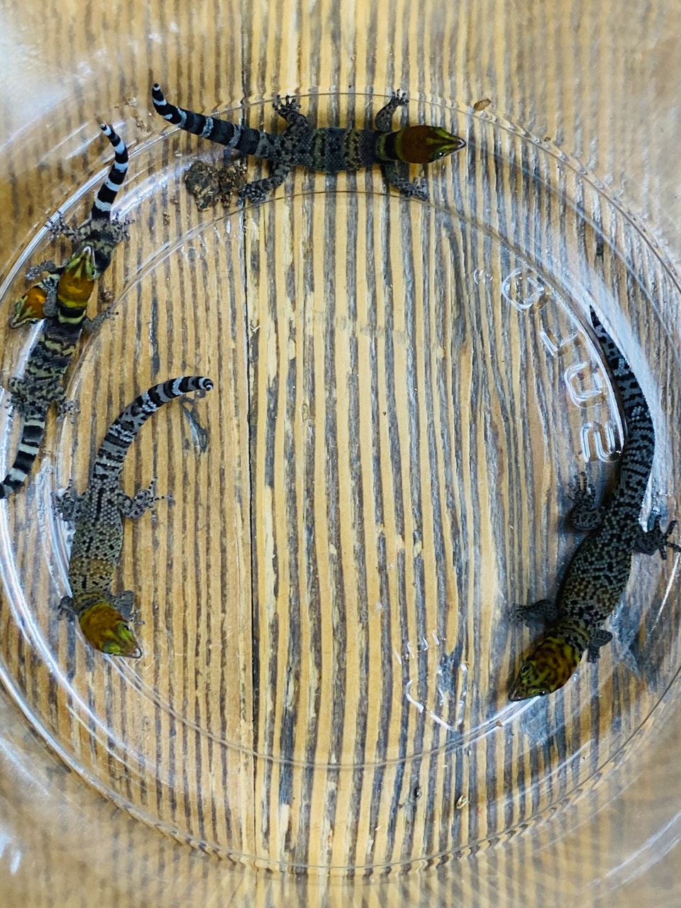Dart frogs, Micro Geckos and Bioactive Supplies from Herphut | Reptiles ...