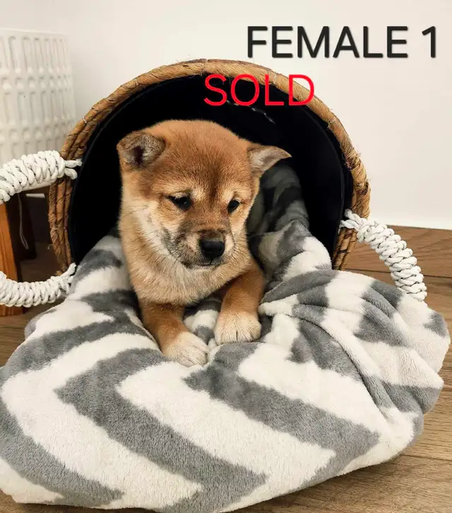 shiba inu puppies in Dogs & Puppies for Rehoming in Winnipeg - Image 7