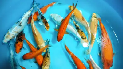 Very healthy and active koi fish. $20 to $45 each depends on the pattern. All fish are 5+ inches lon...