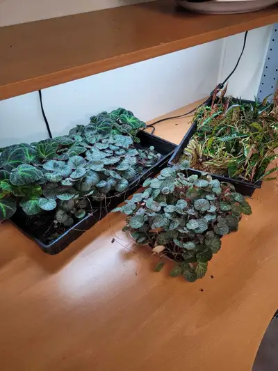 Begonia Variety, View more