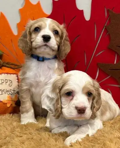 COCKER SPANIEL PUPPIES, View more