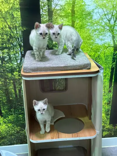 Magnifiques chatons bengal snow lynx né le 9 mars 2025, nous avons 2 beaux mâles et une femelle prêt...